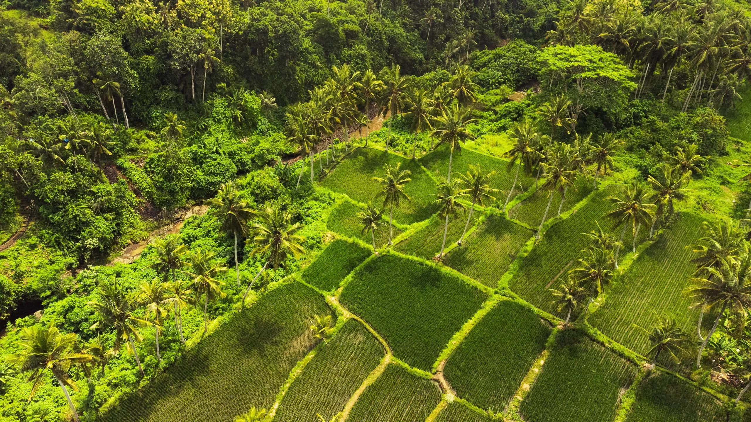 Arrozales en terrazas vistos desde el aire