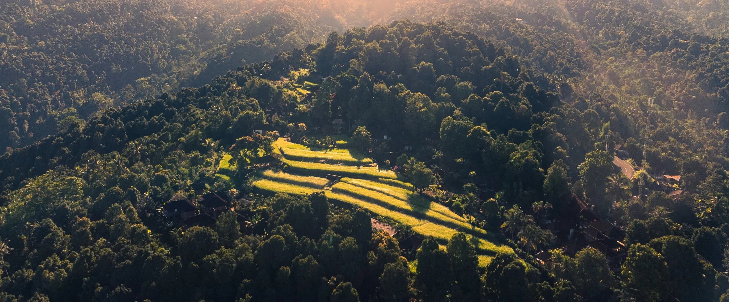 Vista aérea de selva y arrozales al amanecer